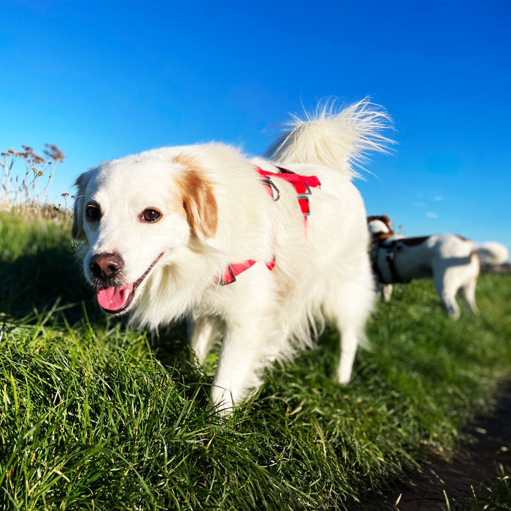 Anti-Stress-Geschirr STURMFREI® Saver für sehr kleine Hunde